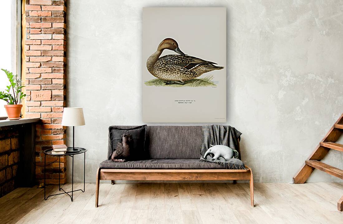 Northern Pintail Anas [dafila] acuta Reproduction