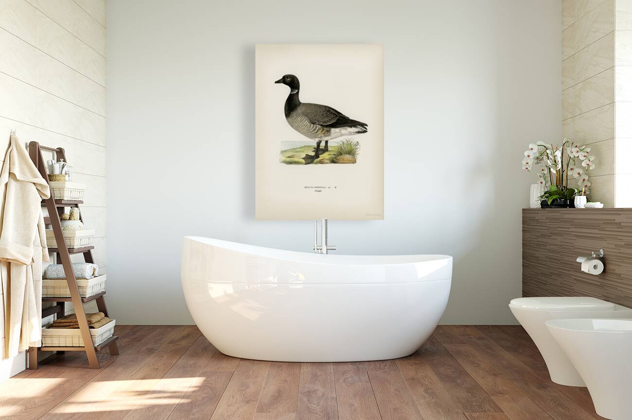 Brant Goose Branta bernicla Reproduction