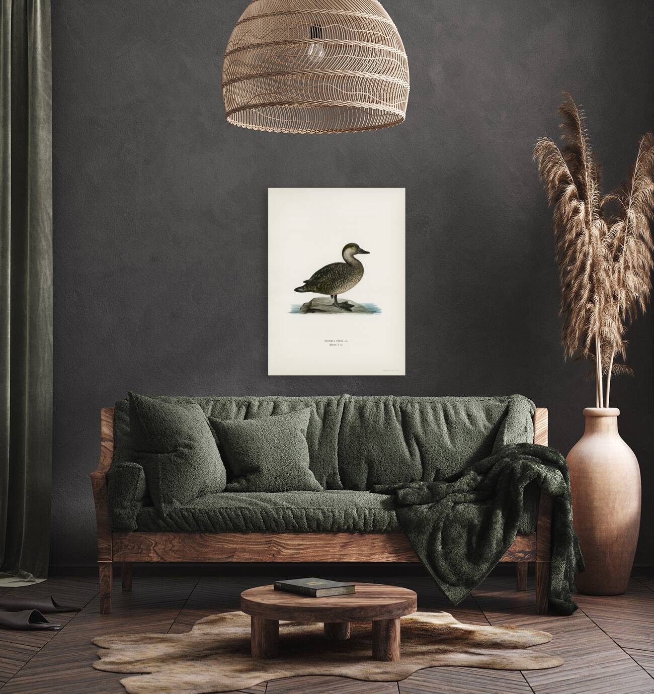 Black scoter female Oidemia nigra Reproduction