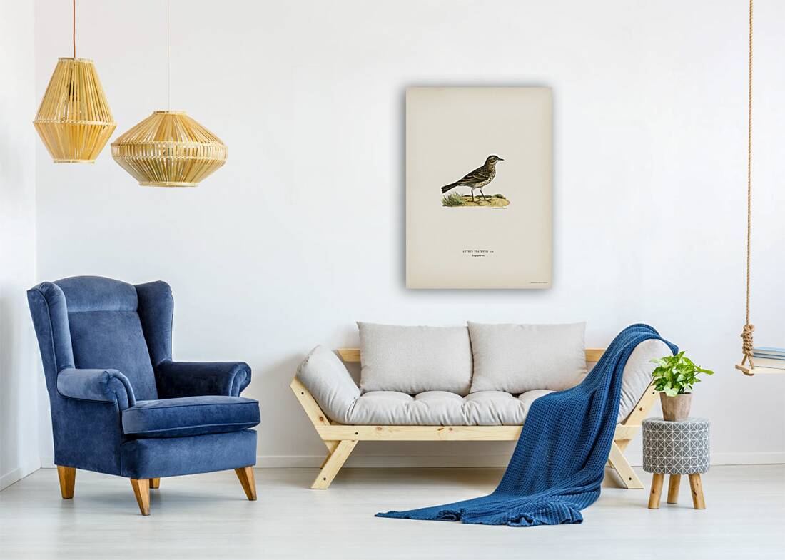 Meadow pipit Anthus pratensis Reproduction