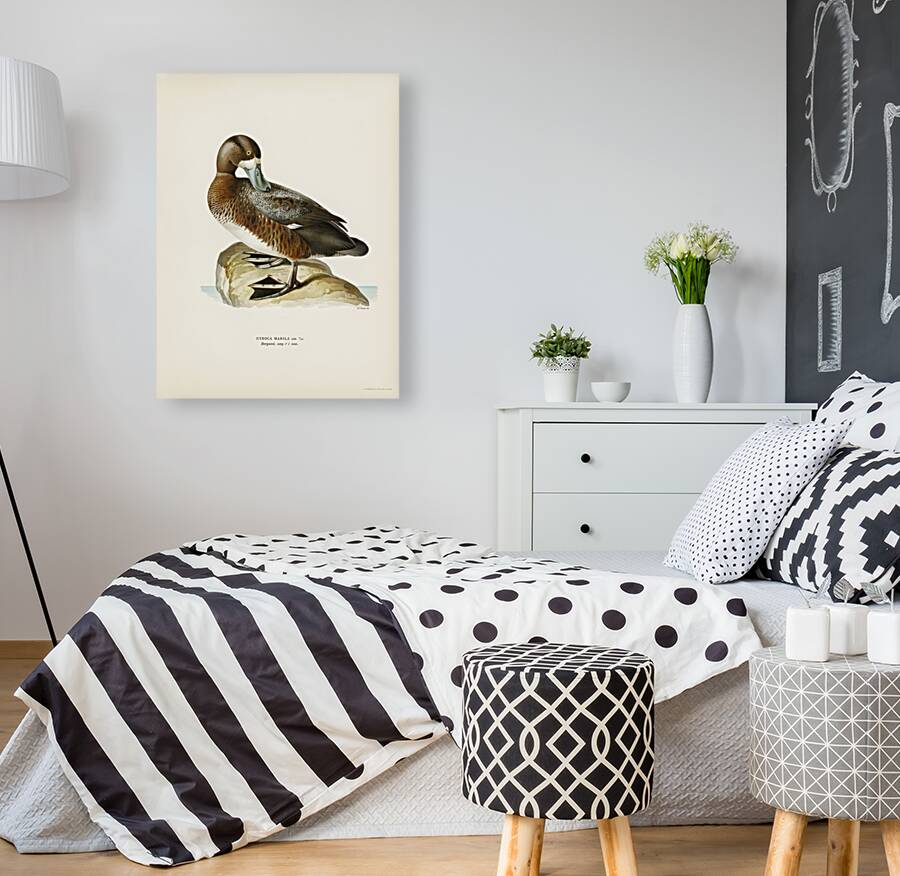 Greate Scaup Scaup male ♂ Nyroca marila Reproduction