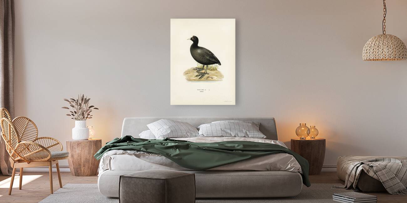 Eurasian coot Fulica atra Reproduction