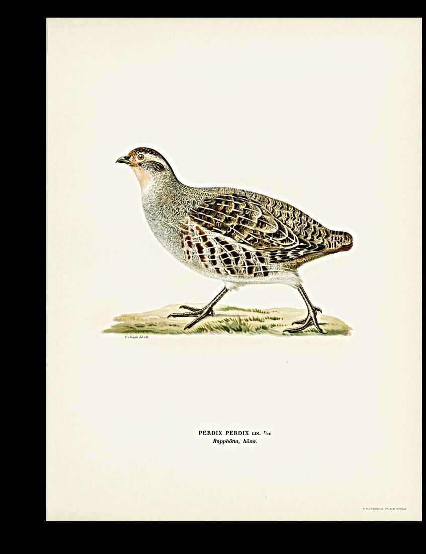Grey partridge PERDIX PERDIX Reproduction