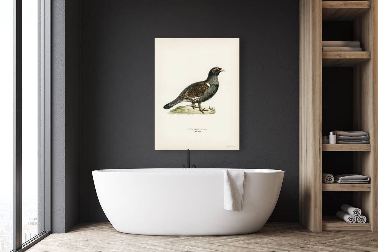 Western capercaillie TETRAO UROGALLUS Reproduction