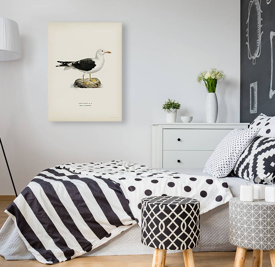 Lesser blak-backed gull Larus fuscus Reproduction