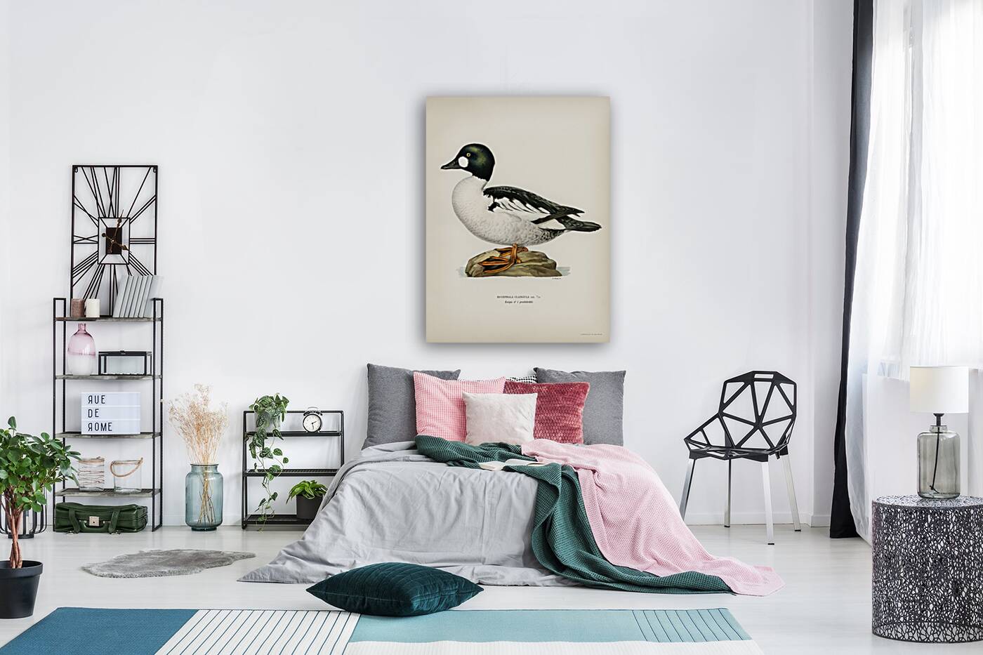 Lesser blak-backed gull Larus fuscus Reproduction