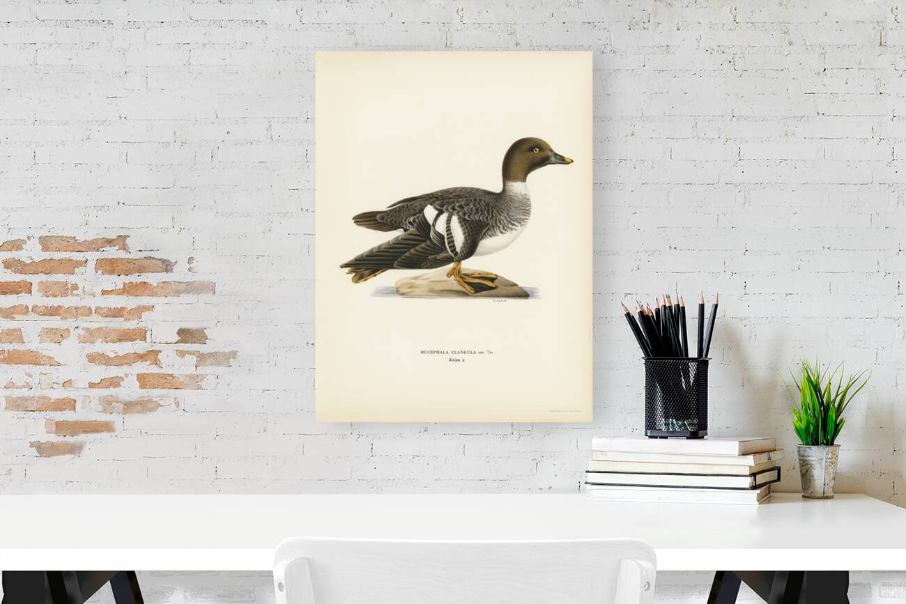 Goldeneye female Bucephala clangula Reproduction