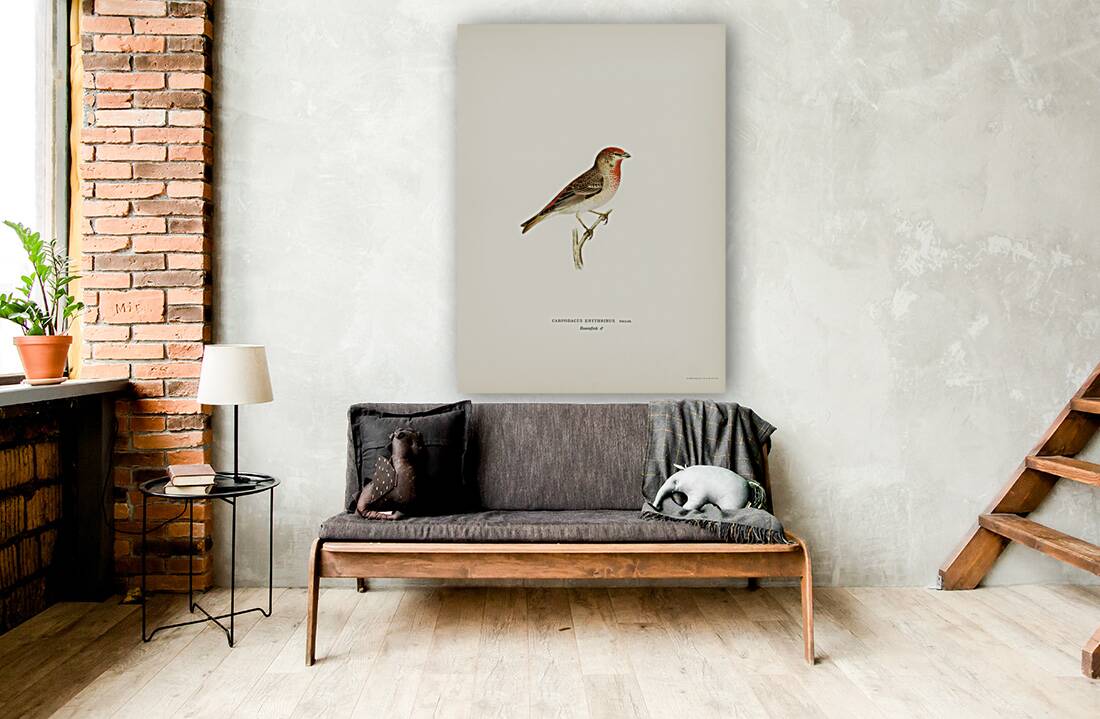 Common rosefinch male Carpodacus erythrinus Reproduction