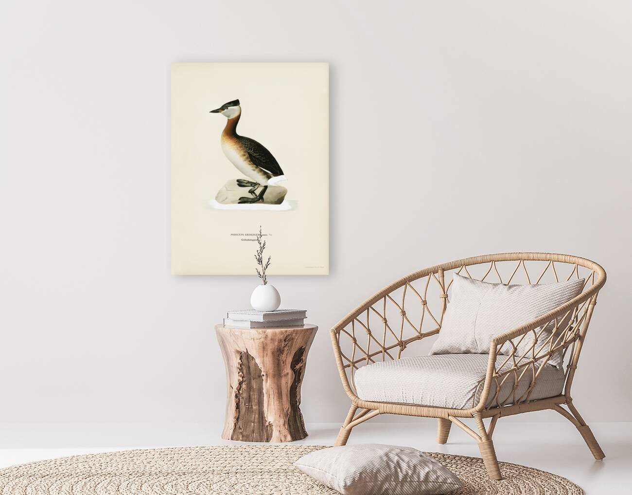 Red-necked grebe male Odiceps grisegena Reproduction