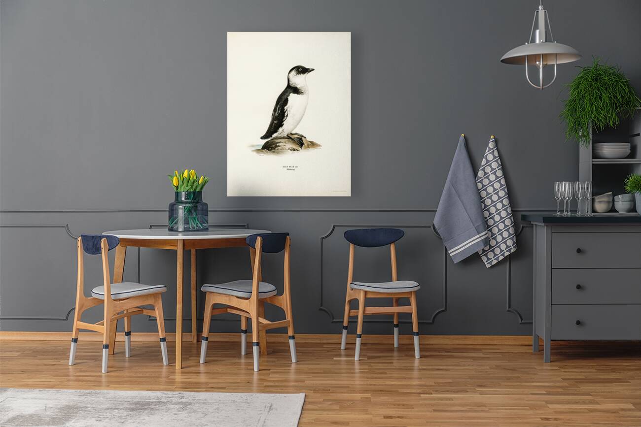 Little auk Alle alle Reproduction