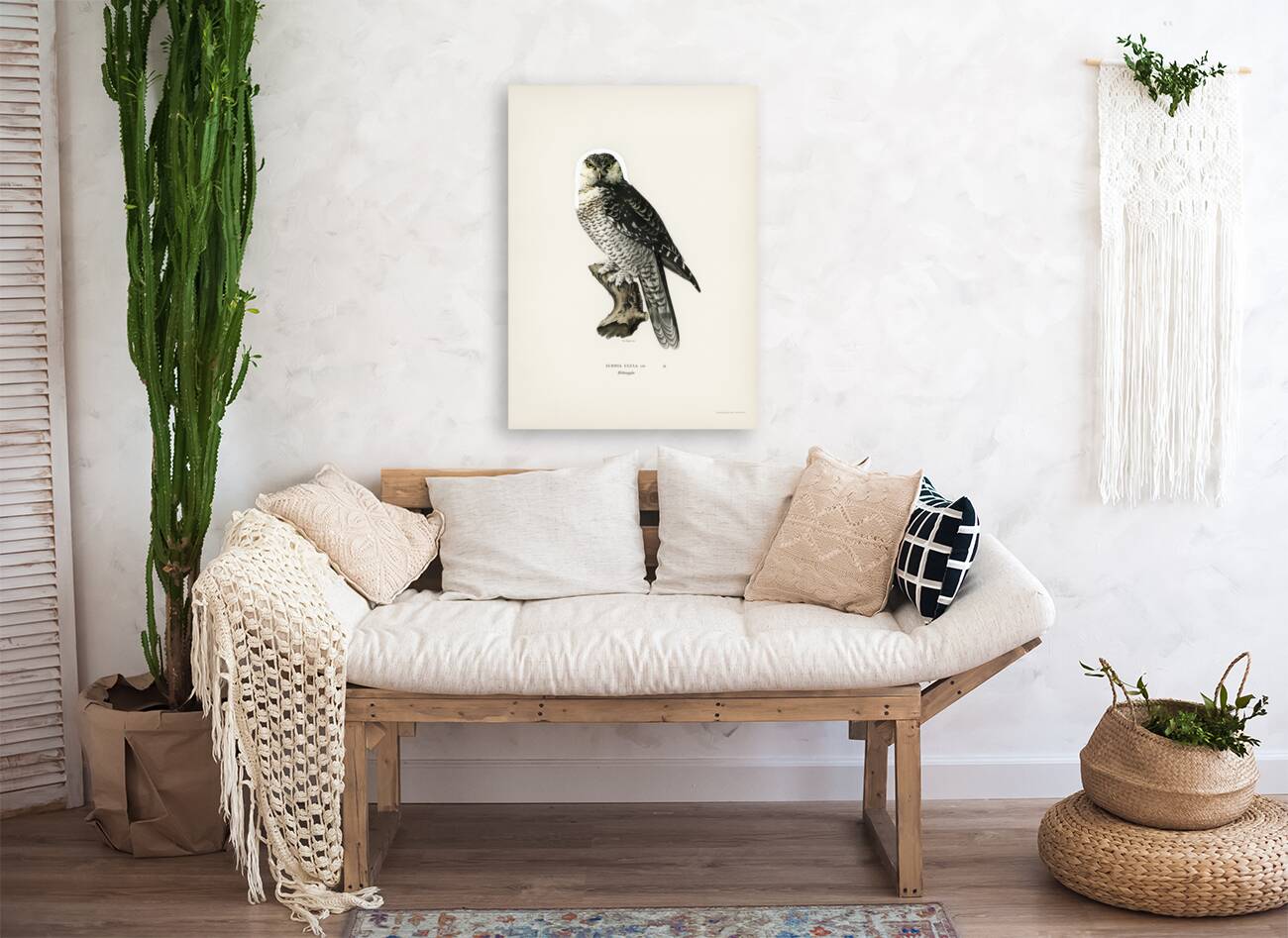 Northern hawk-owl SURNIA ULULA Reproduction