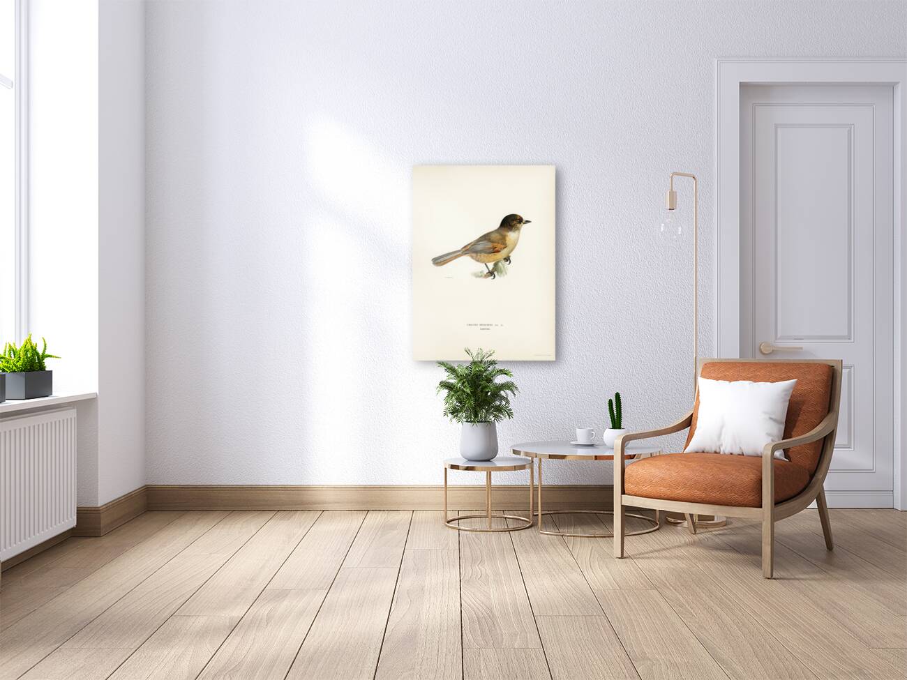 Siberian Jay Perisoreus infaustus Reproduction