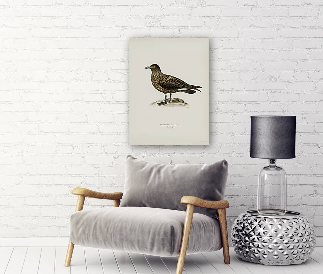 Great skua Stercorarius skua Reproduction