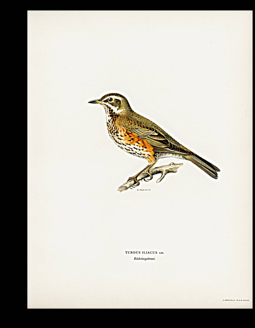 Redwing Turdus iliacus Reproduction