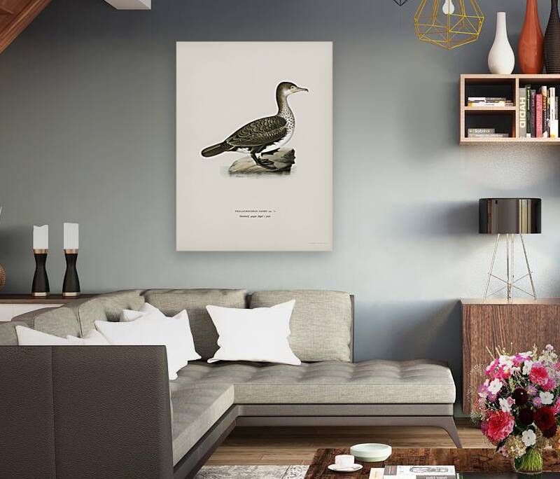 Great cormorant Phalacrocorax Carbo Reproduction