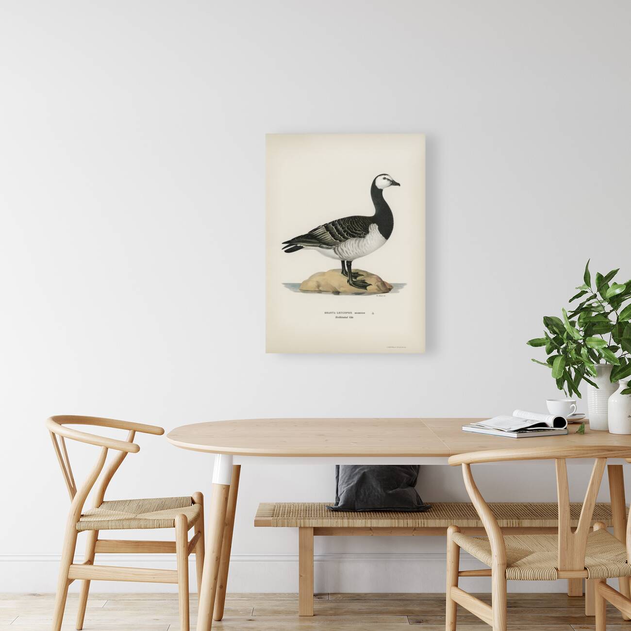 Barnacle Goose BRANTA LEUCOPSIS Reproduction