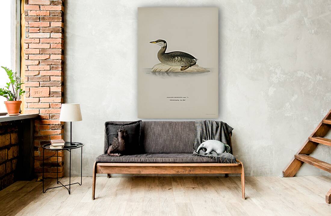 Young red-necked grebe Podiceps grisegena Reproduction