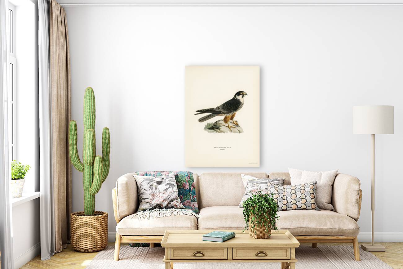 Eurasian Hobby Falco subbuteo Reproduction