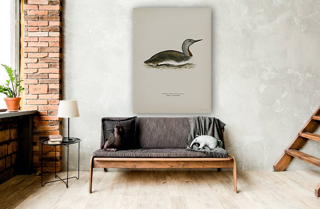 Red-throated loon Colymbus Stellatus Reproduction