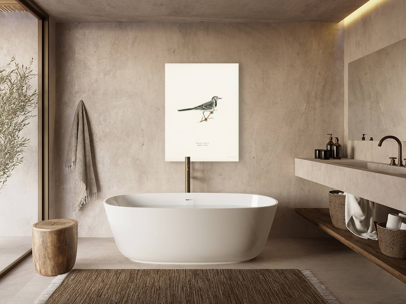 Pied Wagtail Motacilla alba Reproduction