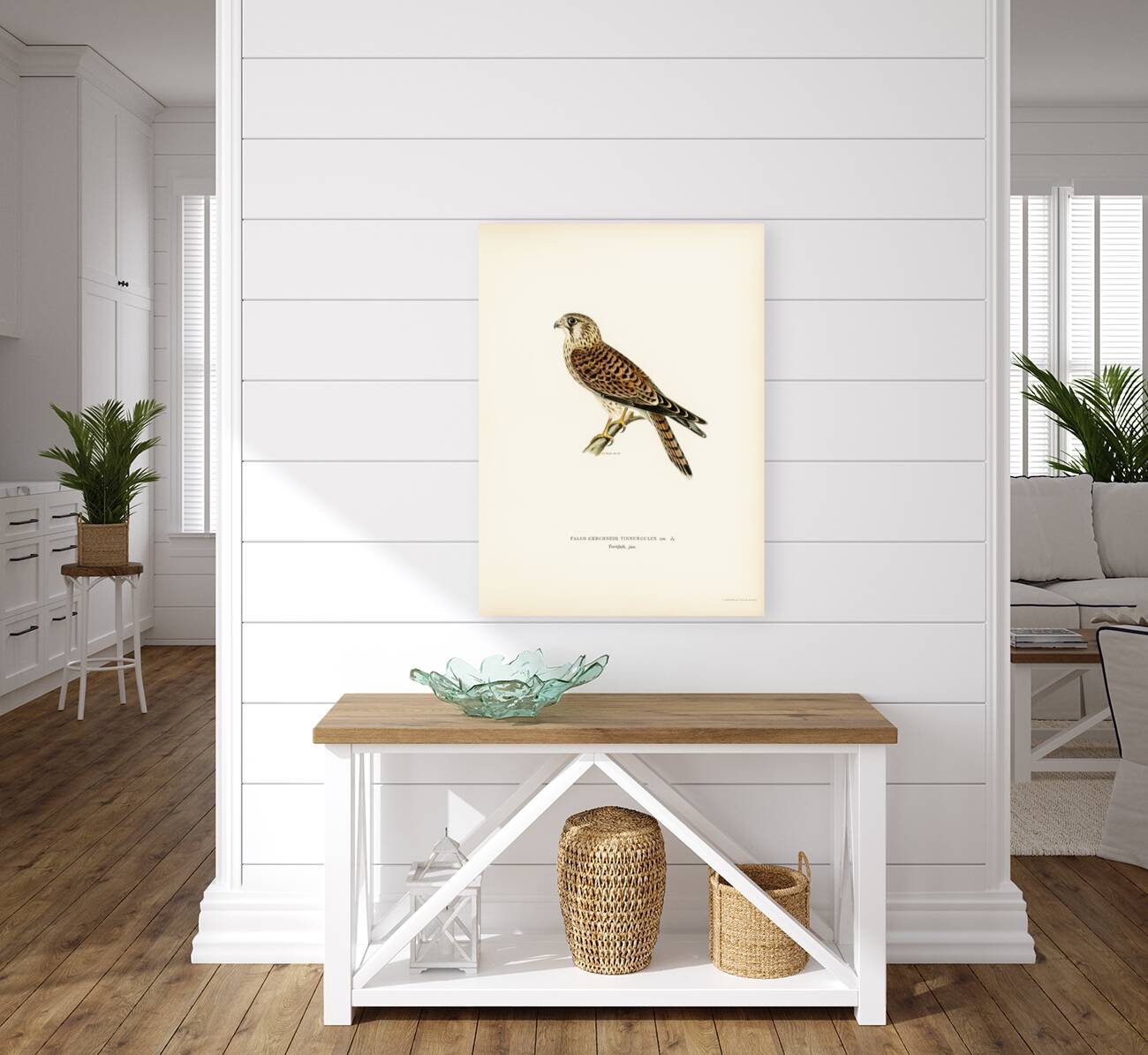 Common Kestrel Falco tinnunculus Reproduction