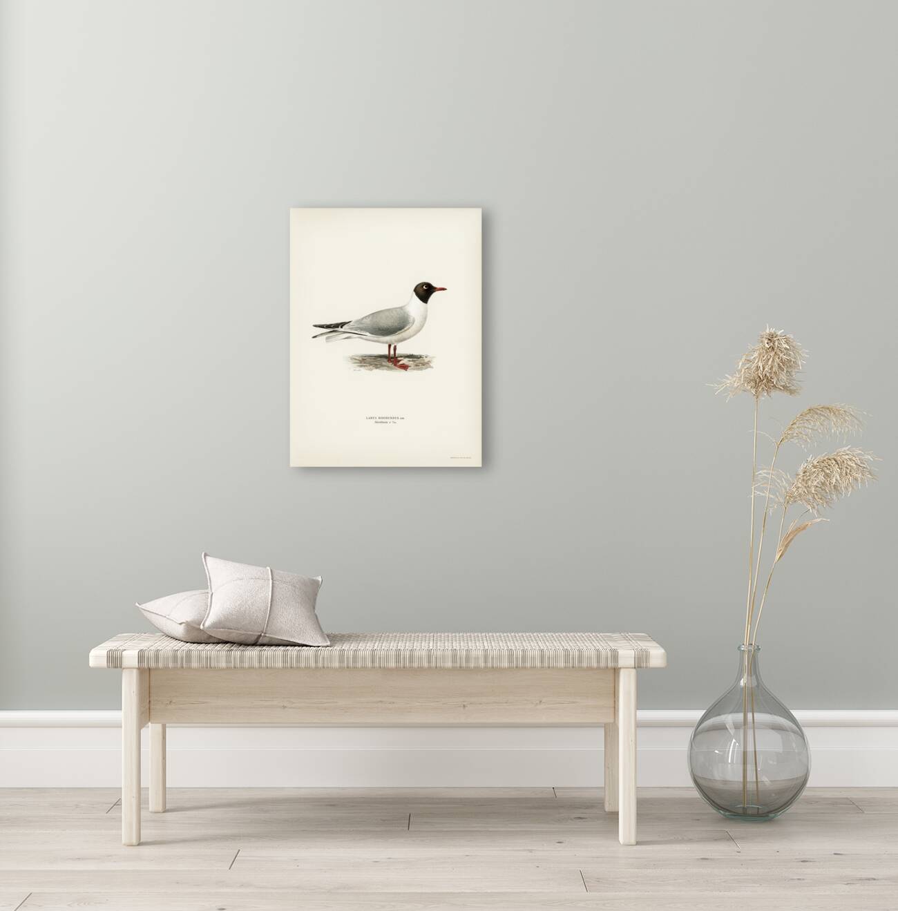 Black-headed gull ♂ Larus ridibundus Reproduction