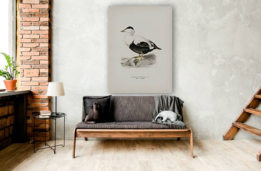 Somateria Mollissima Reproduction