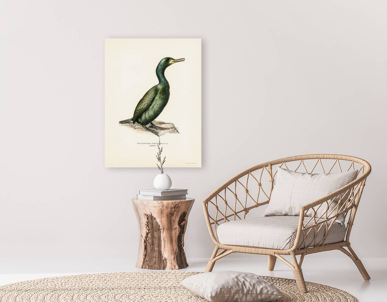 European shag Phalacrocorax aristotelis Reproduction