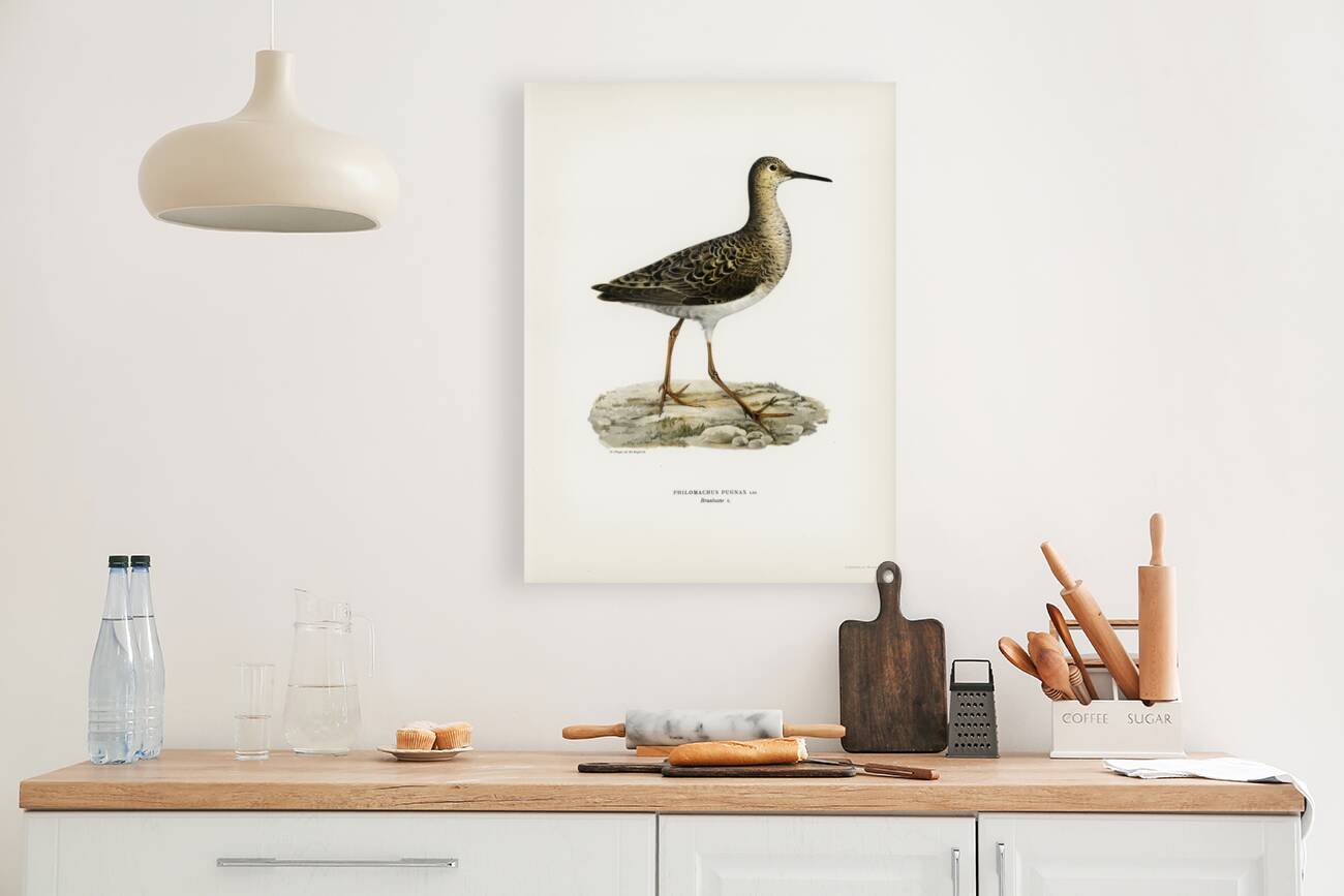 Ruff female Philomachus pugnax Reproduction