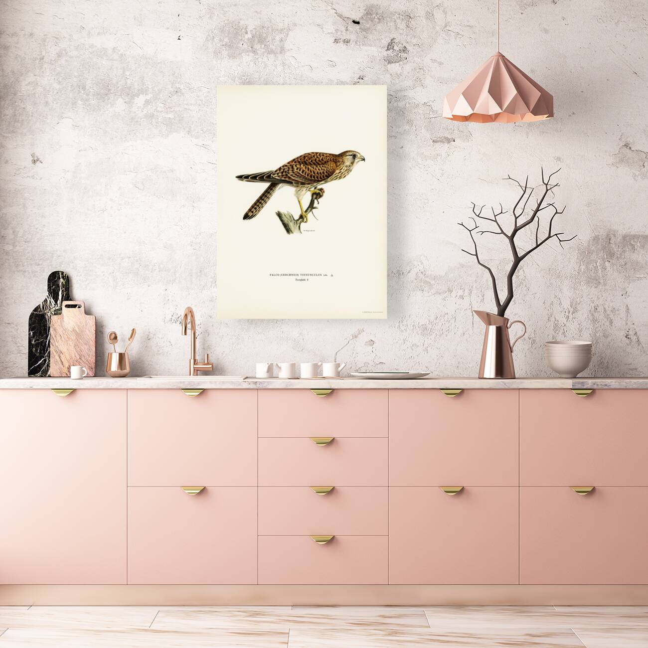 Common Kestrel female Falco tinnunculus Reproduction