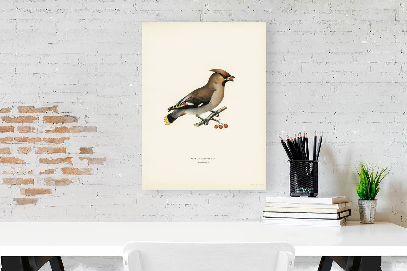 Bohemian Waxwing Ampelis garrulus Reproduction