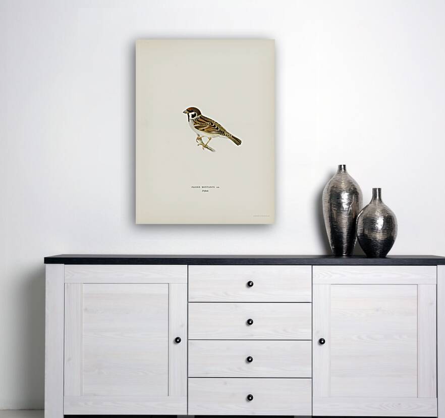 Eurasian Tree Sparrow Tree Sparrow Passer montanus Reproduction