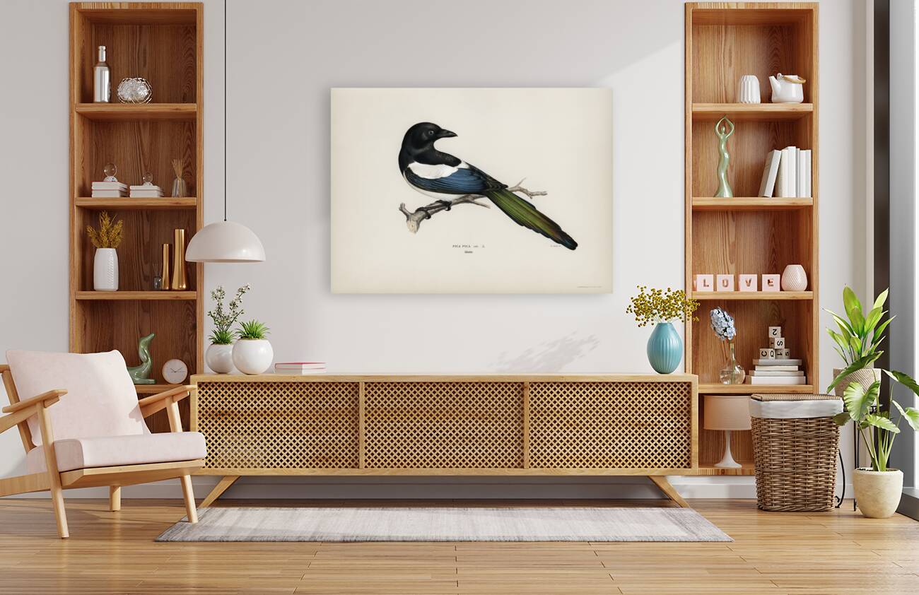Eurasian magpie PICA PICA Reproduction
