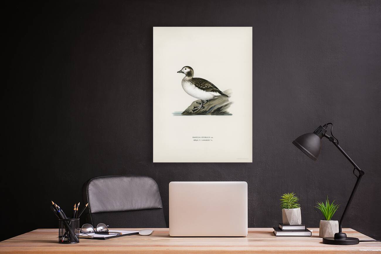 Harelda Hyemalis Reproduction