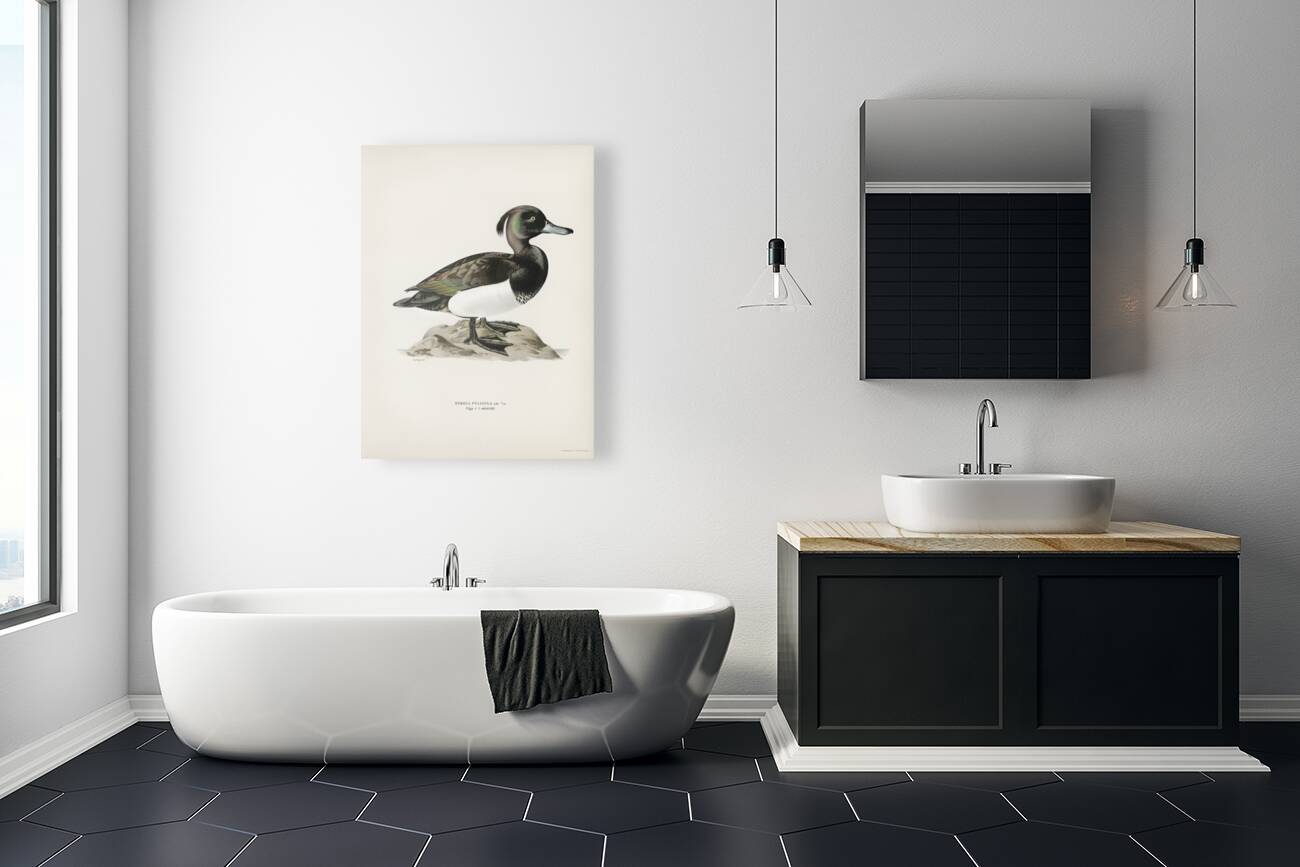 Ferruginous duck male Nyroca fuligule Reproduction