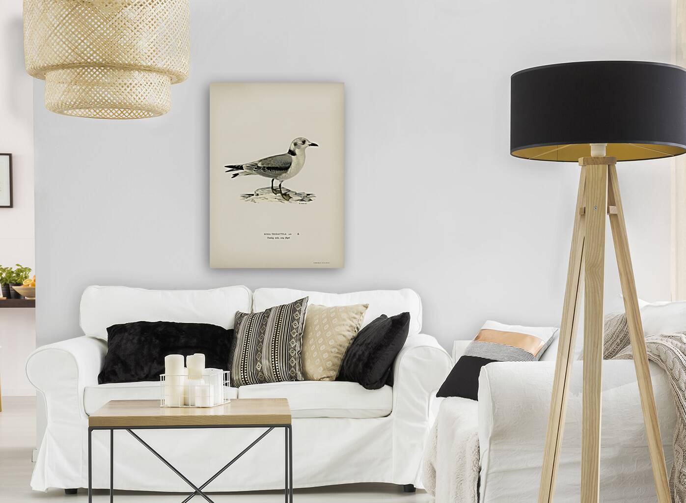 Black-legged kittiwake Rissa Tridactyla Reproduction