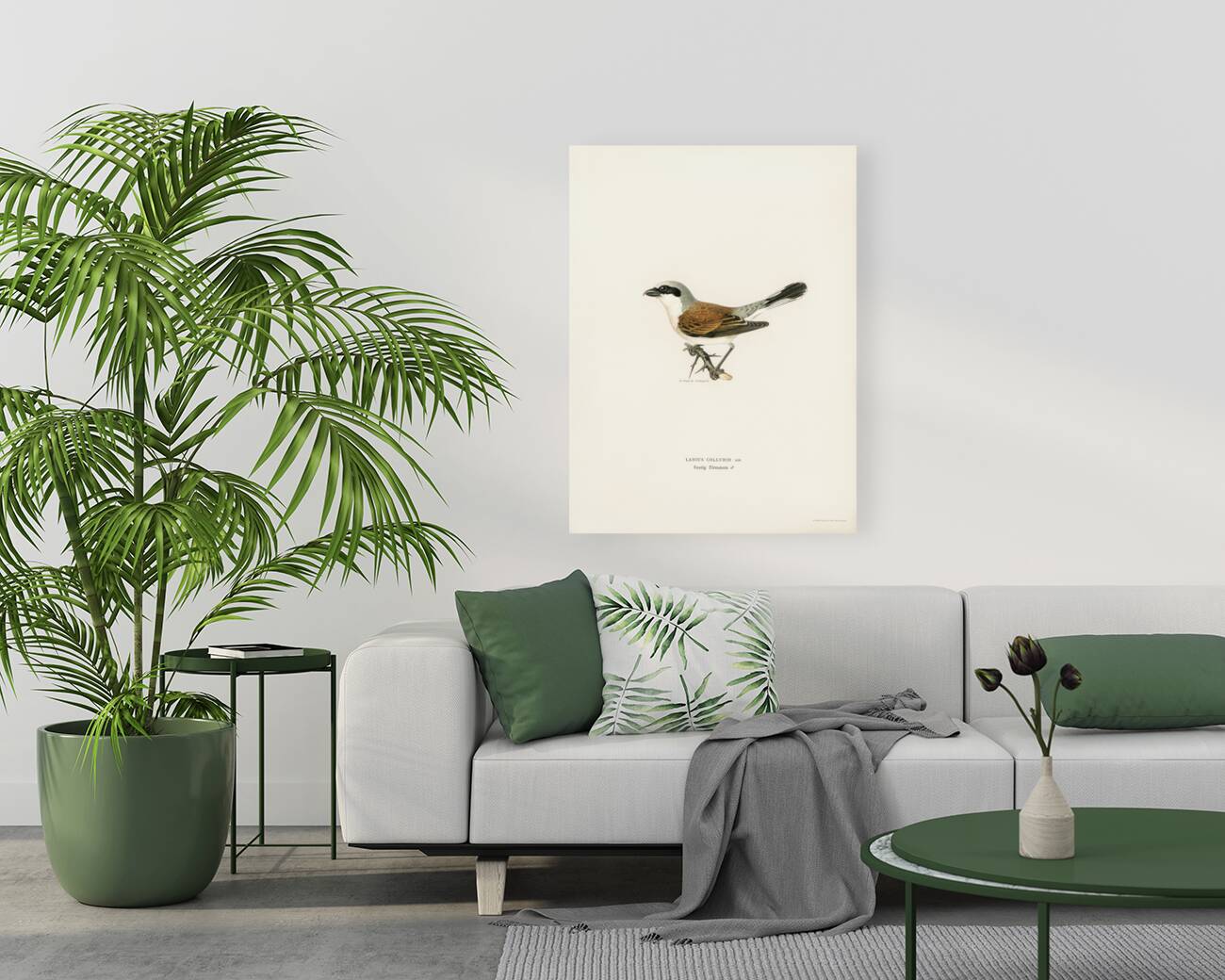 Red-backed Shrike male Lanius collurio Reproduction