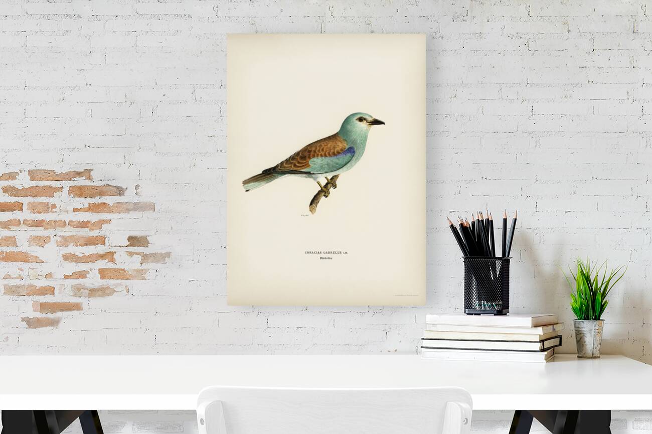 European roller CORACIAS GARRULUS Reproduction