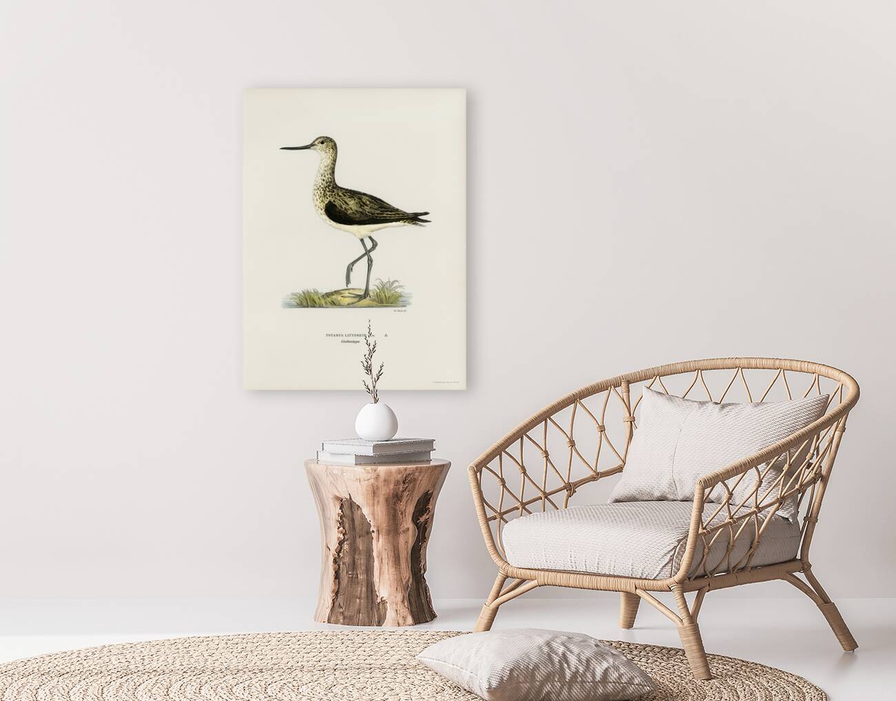 Greenshank Totanus Littoreus Reproduction