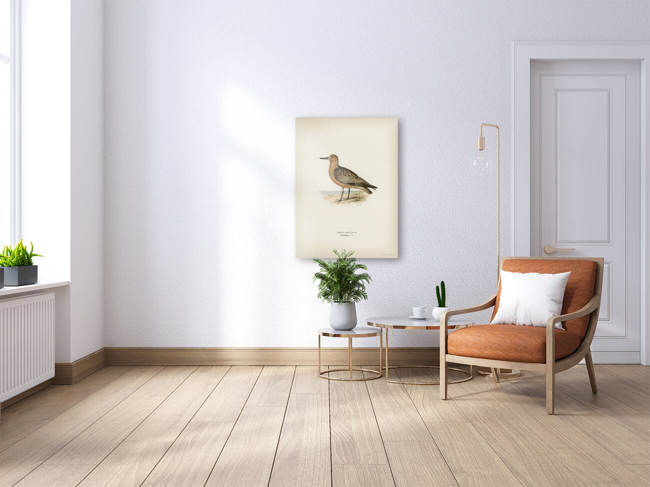 Red Knot ♂ Tringa Canutus Reproduction