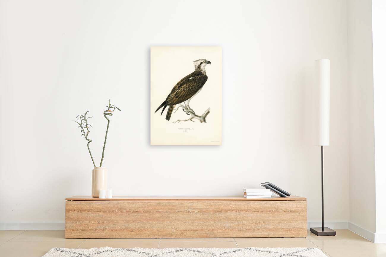 Osprey Pandion haliaetus Reproduction