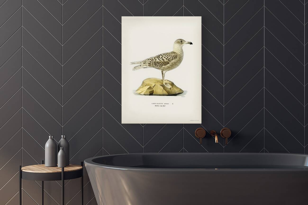 Glaucous gull Larus glaucus Reproduction