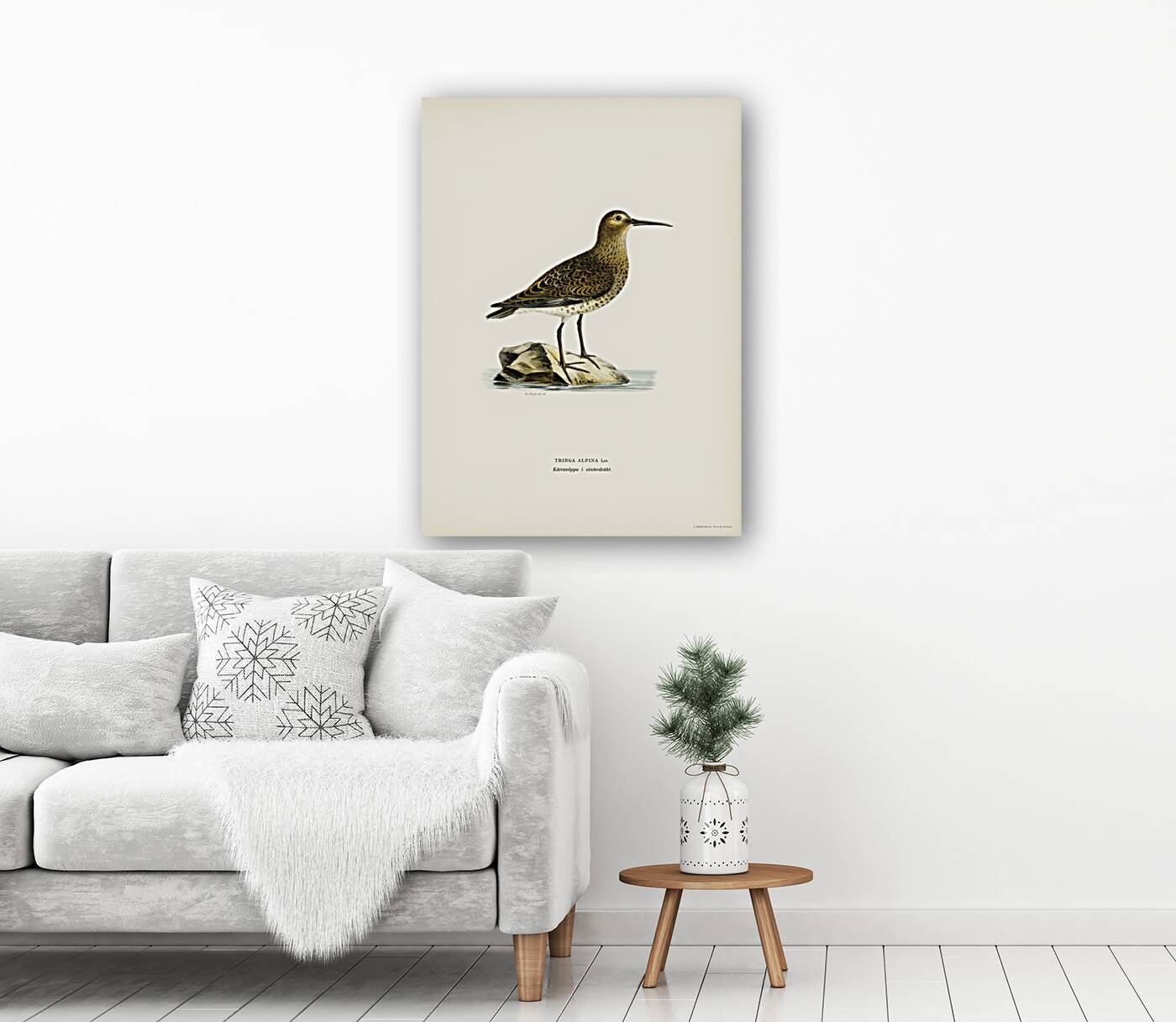 Dunlin Tringa Alpina Reproduction