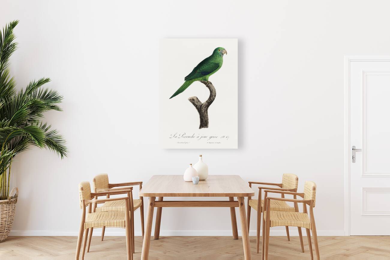 Grey-cheeked parakeet  Reproduction