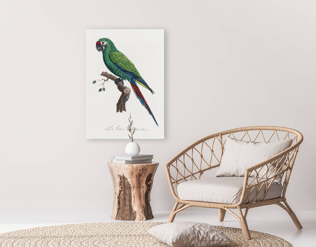 Military macaw Reproduction