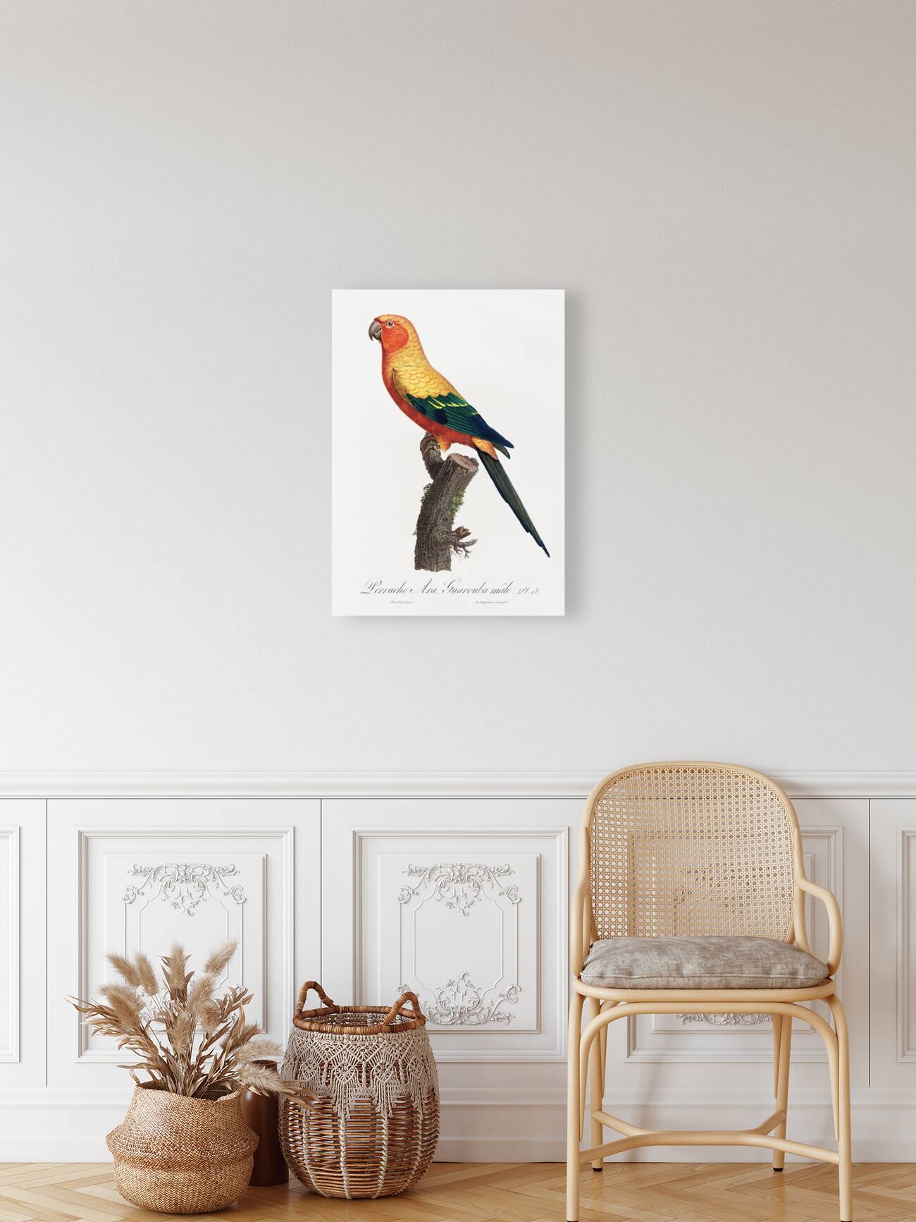 Sun parakeet  Reproduction