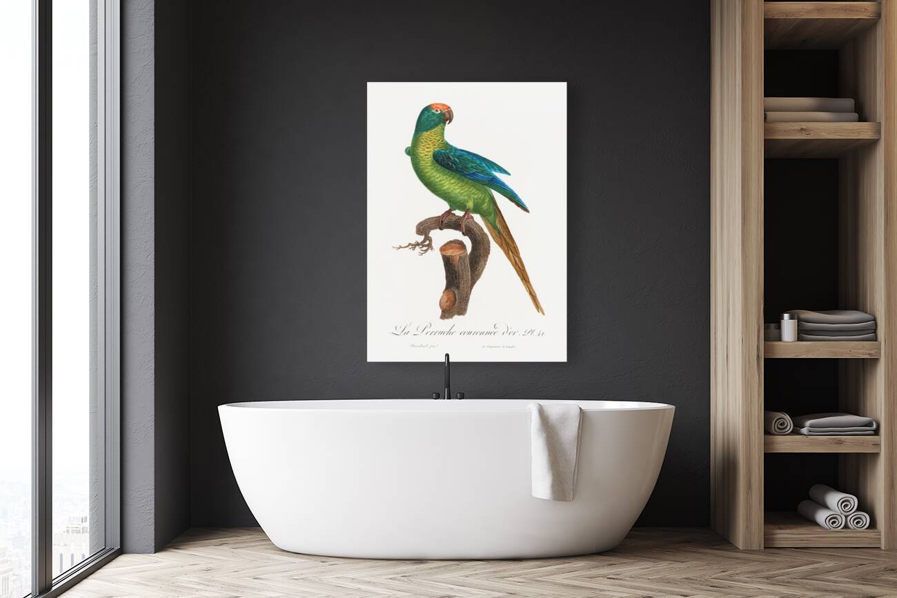 Peach-fronted conure  Reproduction