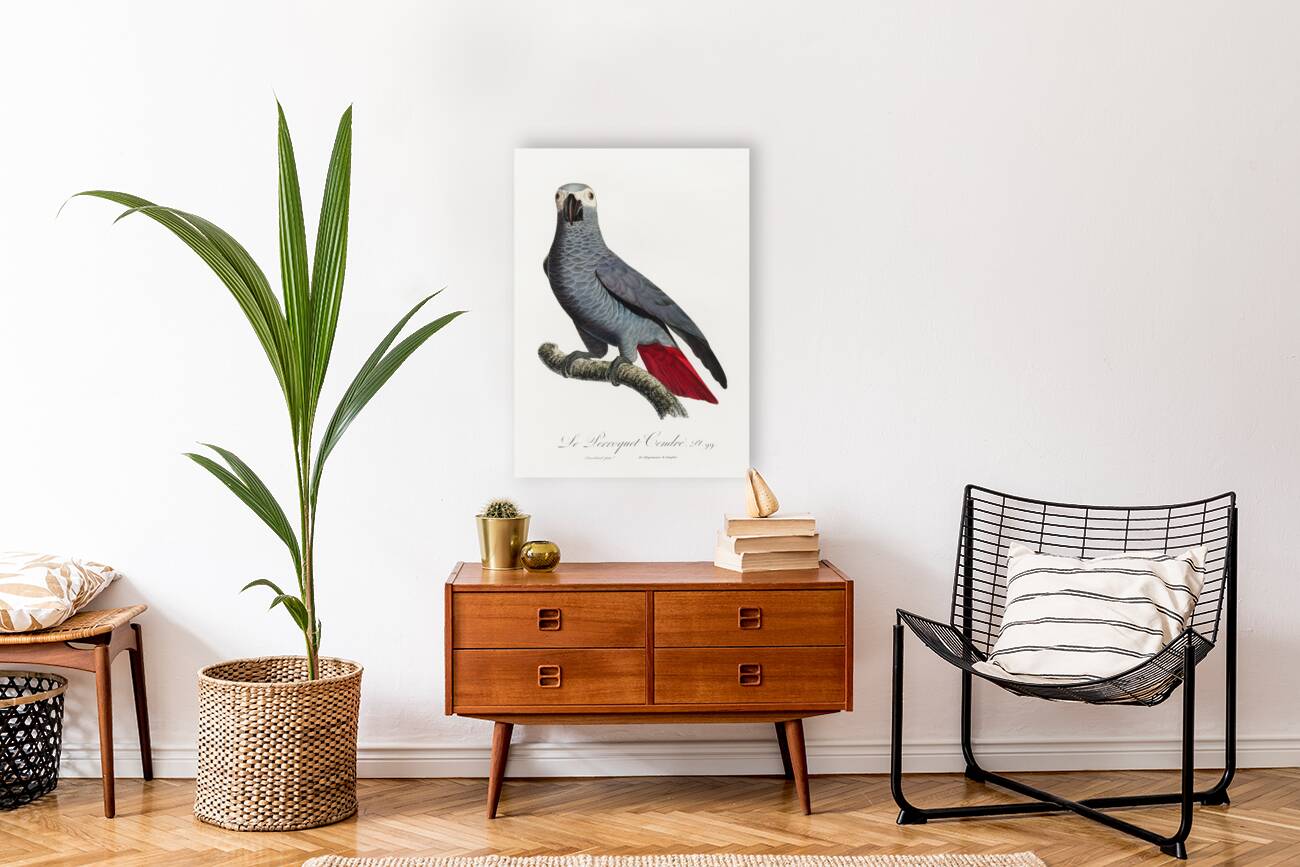 Congo grey parrot  Reproduction