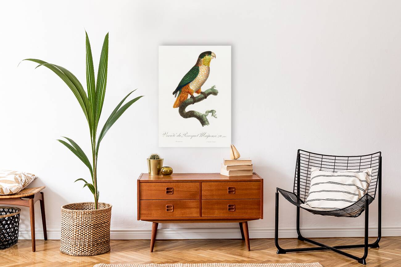 Black-headed caique  Reproduction