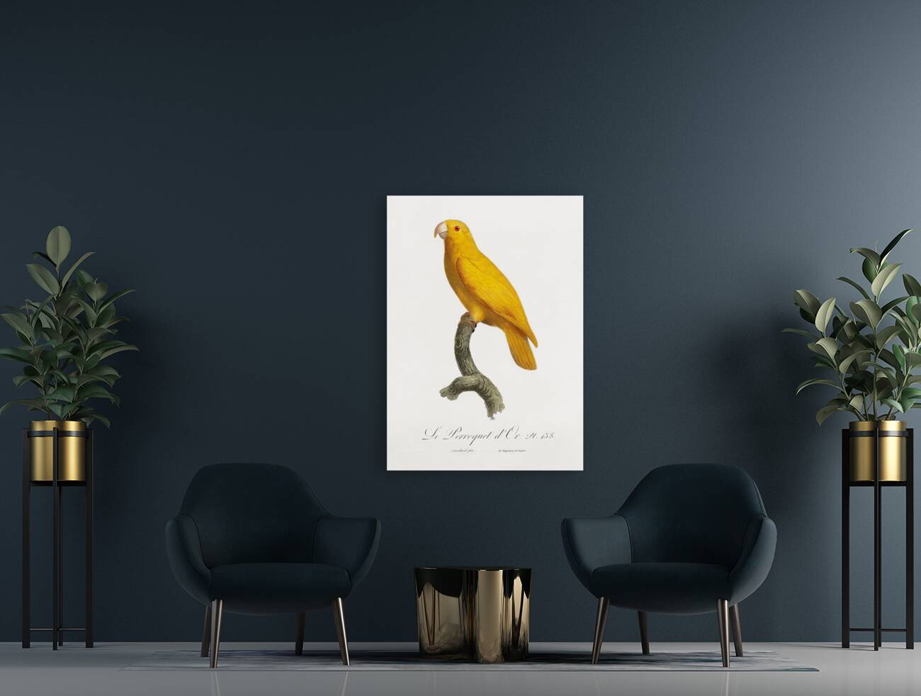 Lessons parrotlet  Reproduction